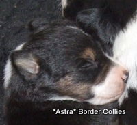 Tricolour Female,  border collie puppy
